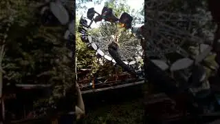 Смертельный атракцион!