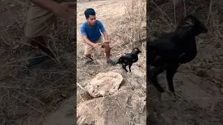 Big black bird met unexpectedly