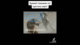 қасқыр мен тазы