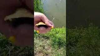 Fishing with a spoon - a forgotten method