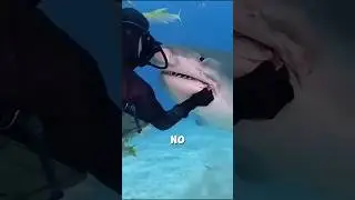 Helping a trapped whale with the help of shark ❤️ 