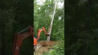 Taking down an oak with the Kubota 33-4