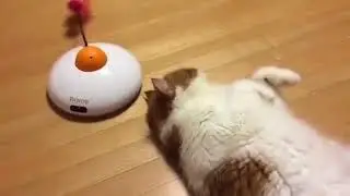 Что вы знаете о лени... / Lazy cat