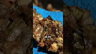 What's Inside a Wasp Nest?
