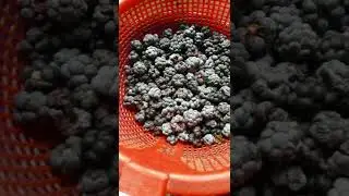 Спелые ягоды ежевики в красном дуршлаге Восемнадцатого Августа