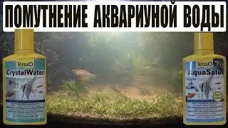 Помутнение воды в аквариуме