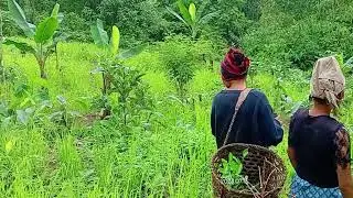 cultivated area// planting orange plant//