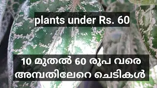50 ഓളം ചെടികൾ വില്പനക്ക് 10 മുതൽ 60 രൂപ വരെ മാത്രം ||greenplanet||