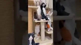 Найди кота, если сможешь...