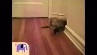 Noggin - Critter Corner: Ferrets