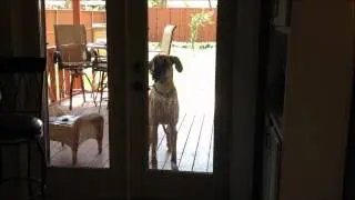 Great Dane attempts to open door...can he do it?