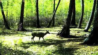 Осторожная косуля, видео с фотоловушки