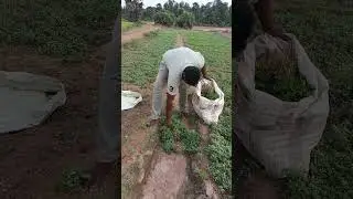 Vivasayam and harvesting #shorts