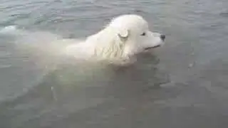 Sunny the Samoyed Swimming Summer 2007 w/ Golden Retriever friend Cody in Nags Head, Outer Banks OBX