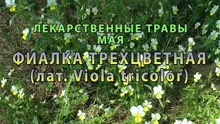 Лекарственные растения мая 
