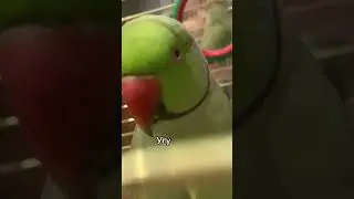 Говорящий ожереловый попугай Ричи 