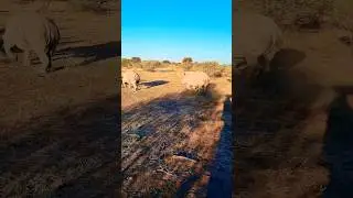 "WEISSES RHINO" Pirschfahrt🦏🦏🦏