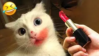 Funny Dogs And Cats Videos 2024 😅 - Best Funniest Animal Videos Of The Month 🥰👌 Part 46