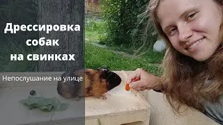 Собака не слушается на улице. Как исправить непослушание собаки? Дрессировка на морских свинках