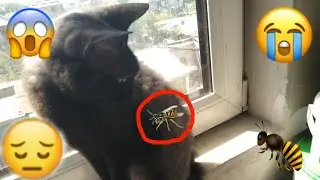 ТОМА УЖАЛИЛА ОСА!!!!! ЧТО БУДЕТ ДАЛЬШЕ????