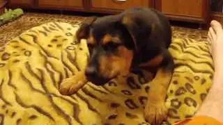 Жесть, собока откусила