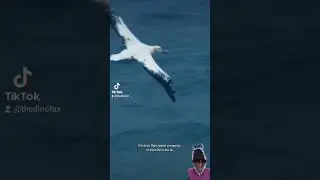 The Largest Flying Bird!