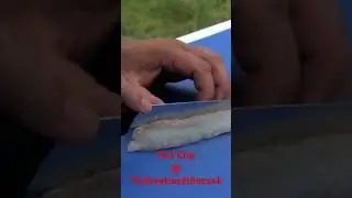 Flathead on pea purée 