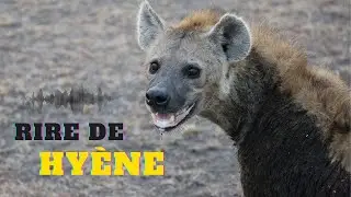 Hyène rire, hyène bruit, hyène qui rit