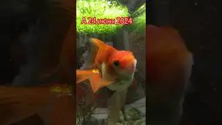 Скорбим и помним
