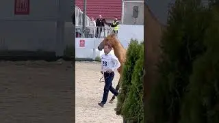 Буланый жеребец Мабар-Шах ахалтекинской породы 
