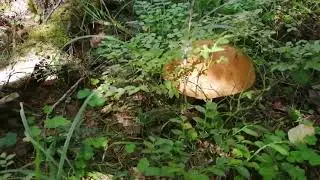 12.08.23 Тихая охота за 70 км от дома. Конжак. Собрали тазик грибов, болтаю и пою в лесу. 😁😁😁