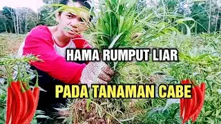 cara merawat cabe merah yang baik dan benar