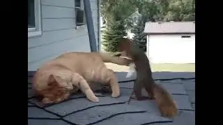 🤣Нежданные гостиБахнул валерьянки и пришла белочка 😸