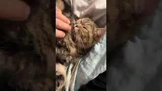 Рыся моя вторая кошечка #music #love #bovtfit #животные #кошки #кошка #котята #сочи #котики #кошка