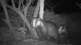 Filming Badgers With SpyPoint