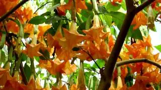 La Brugmansia