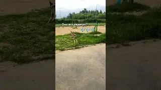 🎶🎶🎶