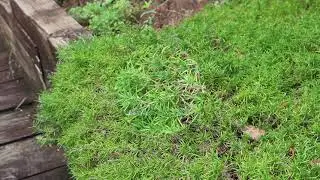 Moss phlox (Phlox subulata) - Plant Identification