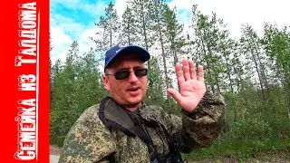 За морошкой на болото в поселке Умба