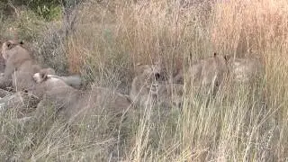 Southern Pride - Lions of Sabi Sand Game Reserve - Part 6