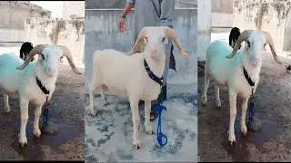 Khubsurat Vilayati Sheep For Sale Contact:-8790498404 For More Details Plz🙏