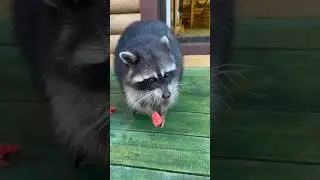 Как чавкает енот Банди)