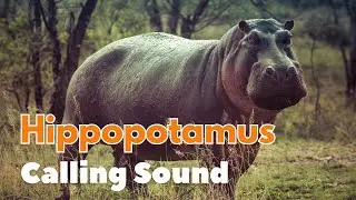 Hippopotamus/Hippo Calling Sound