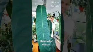 13 июля 2024 г.
