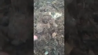 Черви у Иришки в огороде  на продажу. 