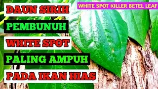 TURNING OFF WHITE SPOT ON ORNAMENTAL FISH || Hickey, GUPPY, POWERFUL PLATY