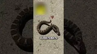 Чем опасная мёртвая змея🤔 