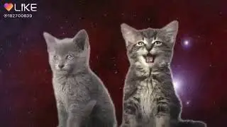 Милые котики поют в космосе мяу! Мяу!