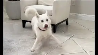 Nova the Husky Puppy doesn't want to put on her harness!