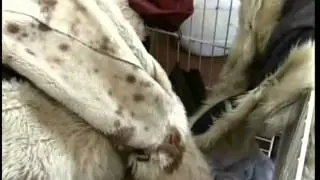 Как сделать химчистку